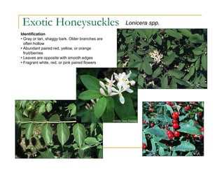 Exotic Honeysuckles
Identification
• Gray or tan, shaggy bark. Older branches are
often hollow
• Abundant paired red, yellow, or orange
fruit/berries
• Leaves are opposite with smooth edges
• Fragrant white, red, or pink paired flowers
Lonicera spp.
 