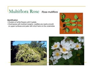 Multiflora Rose Rosa multiflora
Identification
• Clusters of white flowers with 5 petals
• Oval leaves with toothed margins. Leaflets are nearly smooth
on upper surfaces and paler with short hairs on the undersides
 