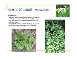 Garlic Mustard Alliaria petiolata
Identification
• Leaves and stem emit a distinct odor of garlic when
crushed, and often remain green through the winter
• First year plants have rosette-shaped leaves with
scalloped edges
• During the second year plants develops stalks, and
leaves become triangular with toothy margins
 