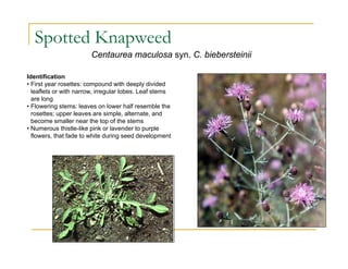 Spotted Knapweed
Centaurea maculosa syn. C. biebersteinii
Identification
• First year rosettes: compound with deeply divided
leaflets or with narrow, irregular lobes. Leaf stems
are long
• Flowering stems: leaves on lower half resemble the
rosettes; upper leaves are simple, alternate, and
become smaller near the top of the stems
• Numerous thistle-like pink or lavender to purple
flowers, that fade to white during seed development
 