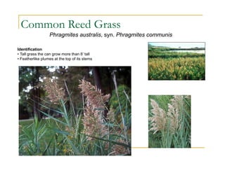 Common Reed Grass
Phragmites australis, syn. Phragmites communis
Identification
• Tall grass the can grow more than 8’ tall
• Featherlike plumes at the top of its stems
 