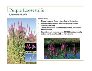 Purple Loosestrife
Lythrum salicaria
Identification:
 Showy magenta flowers from July to September.
 Stems are 4-sided and branch to give the plant a
bushy appearance.
 Grows in wetlands and once established, it becomes
a monoculture.
 Each stem can produce up to 300,000 seeds annually.
Mature plants can have 50 or more stems.
 