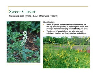Sweet Clover
Melilotus alba (white) & M. officinalis (yellow)
Identification:
 White or yellow flowers are densely crowded on
the top 4 inches (10 cm) of an elongated stem, with
younger flowers emerging nearest the tip, or apex.
 The leaves of sweet clover are alternate and
trifoliate. Leaflets are finely-toothed and oblong.
 