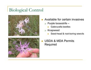 Biological Control
 Available for certain invasives
 Purple loosestrife –
 Galerucella beetles
 Knapweed
 Seed-head & root-boring weevils
 USDA & MDA Permits
Required
 