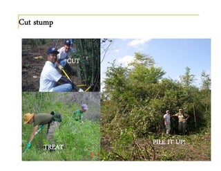 Cut stump
CUT
TREAT
PILE IT UP!
 