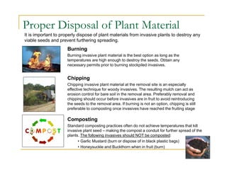 Proper Disposal of Plant Material
It is important to properly dispose of plant materials from invasive plants to destroy any
viable seeds and prevent furthering spreading.
Burning
Burning invasive plant material is the best option as long as the
temperatures are high enough to destroy the seeds. Obtain any
necessary permits prior to burning stockpiled invasives.
Composting
Standard composting practices often do not achieve temperatures that kill
invasive plant seed – making the compost a conduit for further spread of the
plants. The following invasives should NOT be composted:
• Garlic Mustard (burn or dispose of in black plastic bags)
• Honeysuckle and Buckthorn when in fruit (burn)
Chipping
Chipping invasive plant material at the removal site is an especially
effective technique for woody invasives. The resulting mulch can act as
erosion control for bare soil in the removal area. Preferably removal and
chipping should occur before invasives are in fruit to avoid reintroducing
the seeds to the removal area. If burning is not an option, chipping is still
preferable to composting once invasives have reached the fruiting stage
 