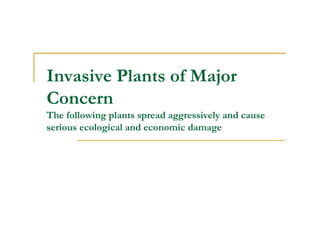 Invasive Plants of Major
Concern
The following plants spread aggressively and cause
serious ecological and economic damage
 
