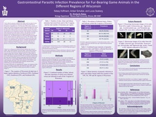 RESEARCH POSTER PRESENTATION DESIGN © 2012
www.PosterPresentations.com
Fishers (Martes pennanti), bobcats (Lynx rufus), and river otters (Lontra
canadensis) are all species of interest for the Wisconsin DNR due to
fluctuations in population size. The Wisconsin DNR collects carcasses of
legally harvested fur-bearing game animals trapped throughout the seasons
and then makes them available for research studies. Over the last 4 years
the laboratory at Winona State University obtained intestines from these 3
animal species to be examined for parasites. Each intestine was placed in a
Ziploc bag and frozen until ready to analyze. The intestines were then
dissected and the digested material was separated through sieves of
different sizes. The digested material was then examined microscopically
and any parasites that were collected were stored in 70% ethanol. Some
parasites were stained for further identification. Parasite prevalence and
intensity were determined for each species of furbearer and analyzed in
relation to gender and geographic location. Currently, data from all 3
species of animal have been combined to determine relationships of
parasitic prevalence/intensities in the different regions of Wisconsin.
Abstract	
  
Background	
  
For the collecting of parasites, intestines were cut open and digested
material was rinsed out through four sieves ranging in pore size diameter.
Digested material was examined for parasites under a dissecting
microscope. Parasites found were removed, cleaned, and placed into
labeled vials containing 70% EtOH for preservation.
Data from all 3 species of fur-bearing game animal have been combined to
determine relationships of parasitic prevalence/intensities in the different
regions of Wisconsin.
Methods	
  
Results	
  
Conclusions	
  
² 69.7% of all 3 species of fur-bearing game animals presented with some
type of gastrointestinal parasitic infection.
² The Northeast region had the lowest prevalence of infected otters,
fishers, and bobcats despite being the region with the most animals
collected.
² The data shows that there is no evidence to suggest a significant
difference with the amount of infected animals per region in Wisconsin.
² The data suggests that animals collected from the southwest region
have the highest intensity of parasitic infection, though not significantly
different from the other regions.
References	
  
Meyer, Rachelle. 2007. “Martes pennanti. In: Fire Effects Information
System, [Online].” U.S. Department of Agriculture, Forest Service,
Mountain Research Station, Fire Sciences Laboratory (Producer).
Available: http://www.fs.fed.us/database/feis/ [2015, July 2].
“North American River Otter - National Wildlife Federation.” N.p., n.d.
Web. 2 July 2015.
Tesky, Julie L. 1995. “Lynx rufus. In: Fire Effects Information System,
[Online].” U.S. Department of Agriculture, Forest Service, Rocky
Mountain Research Station, Fire Sciences Laboratory (Producer).
Available: http://www.fs.fed.us/database/feis/ [2015, July 2].
Acknowledgments	
  
We would like to thank the Wisconsin DNR, Dr. Brant Deppa, Ashley
Wiederin, and Dr. Kimberly Bates for their resources and contributions
to our research. We would also like to thank all of the students who
contributed to this research in years past.
Fishers live in old-growth coniferous forests and their diet consist of
rabbits, other small mammals, and some plants. Of the fishers analyzed
58% (58/100) were infected, with the most prevalent type of parasitic
infection being Alaria mustelae. Bobcats can live in a wide variety of
habitats and their diet consists of rabbits, small mammals, and sometimes
deer. Of the bobcats analyzed 76.0% (70/92) were infected, with the most
prevalent types of parasitic infection being tapeworms and roundworms.
River otters live in semi-aquatic habitats and their diet consists of fish,
small mammals, and frogs. Of the otters analyzed 72.0% (60/83) were
infected, with the most prevalent type of parasitic infection being
Echinostoma spp. and Acanthocephala spp..
The state of Wisconsin was separated into 4 regions: the Northwest (NW)
region, the Northeast region (NE), the Southwest region (SW), and the
Southeast region (SE) based on habitat type and number of counties
(Figure 1).
Dr. Kimberly Bates
Biology Department. Winona State University, Winona, MN 55987
	
  
Kelsey Hoffmann, Amber Schultze, and Lucas Seaberg
Gastrointes/nal	
  Parasi/c	
  Infec/on	
  Prevalence	
  for	
  Fur-­‐Bearing	
  Game	
  Animals	
  in	
  the	
  
Diﬀerent	
  Regions	
  of	
  Wisconsin	
  
	
  
Infection
0.00
0.25
0.50
0.75
1.00
21
45
46
98
5
23
7
16
NE NW SE SW
4 Region
No
Yes
Region	
  in	
  
Wisconsin	
  
Prevalence	
  
NE	
   68.2%	
  (45/66)	
  
NW	
   68.1%	
  (98/144)	
  
SE	
   82.1%	
  (23/28)	
  
SW	
   69.7%	
  (16/23)	
  
Animal	
  
Species	
  
Region	
  in	
  Wisconsin	
  
NE	
  	
  	
  	
  	
  	
  	
  	
  	
  	
  	
  	
  	
  	
  NW	
  	
  	
  	
  	
  	
  	
  	
  	
  	
  	
  	
  	
  SE	
  	
  	
  	
  	
  	
  	
  	
  	
  	
  	
  	
  	
  SW	
  	
  	
  	
  	
  
OIer	
   24	
   11	
   28	
   20	
  
Fisher	
   12	
   72	
   0	
   2	
  
Bobcat	
   30	
   61	
   0	
   1	
  
TOTAL	
   66	
   144	
   28	
   23	
  
Figure 1: The counties of Wisconsin divided into 4
larger regions labeled as Northwest (NW), Northeast
(NE), Southwest (SW), and Southeast (SE).
	
  
NW	
  
NE	
  
SE	
  
SW	
  
Table 1: Number of otter, fisher and bobcat
intestines harvested from each of the 4 regions
and the total number of intestines per region.	
  
Figure 2: Combined number of fisher, bobcat,
and otter intestines of which were infected
versus not infected in each of the 4 regions of
Wisconsin.
Table 2: Prevalence of infected otters, fishers,
and bobcats within the 4 regions of Wisconsin.
Table 3: Combined mean intensity of parasitic
infection in otters and fishers collected from the 4
regions of Wisconsin.	
  
A combined total of 261intestines for the 3 fur-bearing game animals were
analyzed (Table 1). Of these intestines 69.7% (182/261) had some type of
gastrointestinal parasitic infection.
Due to the uneven distribution of fishers and bobcats within the 4 regions
of Wisconsin the data is skewed and any conclusions made may not be
statistically relevant.
Analysis of all 261intestines from the fishers, bobcats and otters showed
that 69.7% (182/261) had some type of gastrointestinal parasitic infection
(Figure 2).
Prevalence represents the proportion of individual animals within 1 of the
4 regions of Wisconsin that had some type of gastrointestinal parasitic
infection (Table 2).
The mean intensity defines the average number of parasites found within
each infected animal in the 4 regions of Wisconsin. (Table 3). These values
could be further analyzed by comparing the mean intensities of parasitic
infection of each species of animal within the 4 regions of Wisconsin
(Figure 3).
The mean intensity values for bobcats could not be included due to an
indeterminate number of tapeworms found in many of the intestines.
Region	
  in	
  
Wisconsin	
  
Mean	
  
Intensity	
  
NE	
   37.67	
  (1-­‐620)	
  
NW	
   27.57	
  (1-­‐276)	
  
SE	
   17.43	
  (1-­‐47)	
  
SW	
   39.07	
  (1-­‐201)	
  
-­‐10	
  
0	
  
10	
  
20	
  
30	
  
40	
  
50	
  
60	
  
NE	
   NW	
   SE	
   SW	
  
Mean	
  ParasiLc	
  Intensity	
  	
  
4	
  Regions	
  of	
  Wisconsin	
  
OZer	
  
Fisher	
  
Figure 3: Mean intensity of parasitic infection in
otters and fishers found within the counties of the
NW, NE, SW and SE regions of Wisconsin.
	
  
Future	
  Research	
  
Figure 4: Dissecting microscope images of (in order
from left to right): Echinostoma spp., Tapeworm
spp., Acanthocephala spp., and Nematode spp.
found in WI. river otters collected in 2013-2014
	
  
Currently, all parasites that have been collected are being preserved at
Winona State University awaiting identification. Classical taxonomic
methods as well as SEM imagery and DNA Barcoding will be used to
make identifications.
Figure 5: Microscope images of (in order from left
to right): Toxocara spp. cervical alae, Toxascaris
spp. cervical alae, and Tapeworm spp. scolex. Found
in WI. bobcats collected in 2012-2013
 