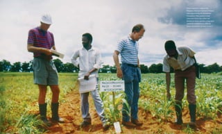 Chapter Nine: Beyond the Political Debate Food & Prosperity
Maize research in 1989 at the
Mbabawa Research Station in Malawi
was supported by the Rockefeller
Foundation. The country's most
important food crop, maize was
planted on three-quarters of the land
owned by small farmers. (Wendy
Stone. Rockefeller Archive Center.)
199198
 