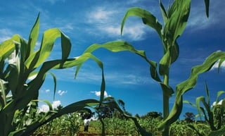 Food & ProsperityChapter Four: Hard Times, War and Nutrition 9796
 