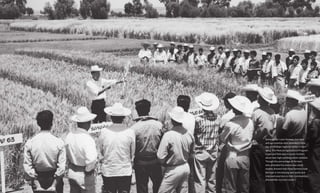 125Food & ProsperityChapter Five: Turning to Mexico
Some of the 1,200 farmers, teachers,
and agronomists who attended a field
day at the Bajío regional center in April
1964. The Mexican Agricultural Program
organized field days to teach farmers
about new high-yielding wheat varieties.
Though the percentage of farmers
who attended the events was small,
studies showed that these farmers took
the lead in introducing new seeds and
improved practices in their communities.
(Rockefeller Archive Center.)
124
 