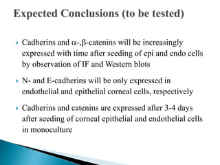  Cadherins and a-,b-catenins will be increasingly
expressed with time after seeding of epi and endo cells
by observation of IF and Western blots
 N- and E-cadherins will be only expressed in
endothelial and epithelial corneal cells, respectively
 Cadherins and catenins are expressed after 3-4 days
after seeding of corneal epithelial and endothelial cells
in monoculture
 