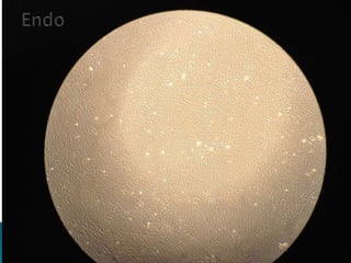 the final presentation Dec 14th-2