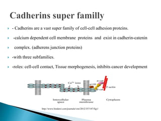  - Cadherins are a vast super family of cell-cell adhesion proteins.
 -calcium dependent cell membrane proteins and exist in cadherin-catenin
 complex. (adherens junction proteins)
 -with three subfamilies.
 -roles: cell-cell contact, Tissue morphogenesis, inhibits cancer development
http://www.hindawi.com/journals/vmi/2012/357187/fig1/
 