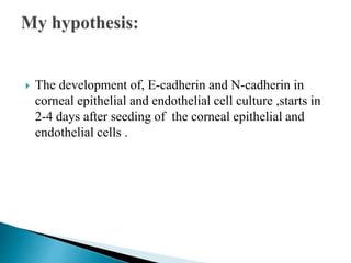  The development of, E-cadherin and N-cadherin in
corneal epithelial and endothelial cell culture ,starts in
2-4 days after seeding of the corneal epithelial and
endothelial cells .
 