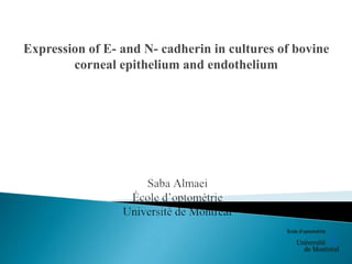 Expression of E- and N- cadherin in cultures of bovine
corneal epithelium and endothelium
 