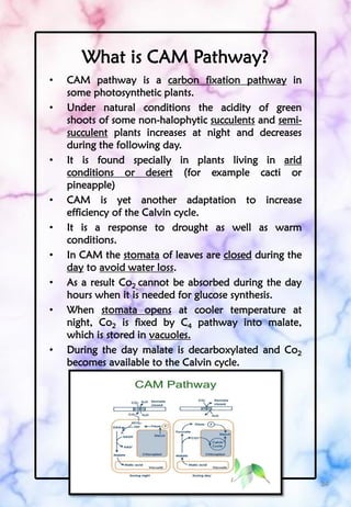 C4 and cam pathway pdf | PDF
