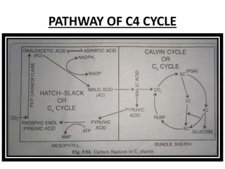 C4 CYCLE.pptx