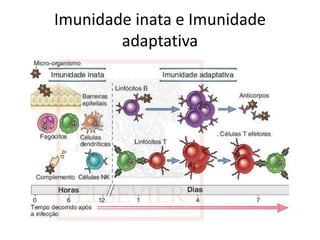 Imunidade inata e Imunidade
adaptativa
 