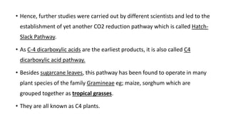 C4 (dicarboxylic acid) pathway | PPTX