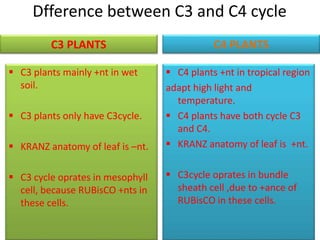 Dfference between C3 and C4 cycle
C3 PLANTS
 C3 plants mainly +nt in wet
soil.
 C3 plants only have C3cycle.
 KRANZ anatomy of leaf is –nt.
 C3 cycle oprates in mesophyll
cell, because RUBisCO +nts in
these cells.
C4 PLANTS
 C4 plants +nt in tropical region
adapt high light and
temperature.
 C4 plants have both cycle C3
and C4.
 KRANZ anatomy of leaf is +nt.
 C3cycle oprates in bundle
sheath cell ,due to +ance of
RUBisCO in these cells.
 