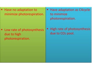  Have no adaptation to
minimize photorespiration.
 Low rate of photosynthesis
due to high
photorespiration.
 Have adaptation as C4cycle
to minimize
photorespiration.
 High rate of photosynthesis
due to CO2 pool.
 