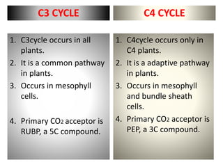 C3 CYCLE
1. C3cycle occurs in all
plants.
2. It is a common pathway
in plants.
3. Occurs in mesophyll
cells.
4. Primary CO2 acceptor is
RUBP, a 5C compound.
C4 CYCLE
1. C4cycle occurs only in
C4 plants.
2. It is a adaptive pathway
in plants.
3. Occurs in mesophyll
and bundle sheath
cells.
4. Primary CO2 acceptor is
PEP, a 3C compound.
 