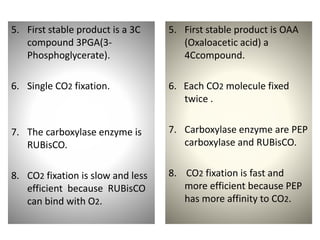 5. First stable product is a 3C
compound 3PGA(3-
Phosphoglycerate).
6. Single CO2 fixation.
7. The carboxylase enzyme is
RUBisCO.
8. CO2 fixation is slow and less
efficient because RUBisCO
can bind with O2.
5. First stable product is OAA
(Oxaloacetic acid) a
4Ccompound.
6. Each CO2 molecule fixed
twice .
7. Carboxylase enzyme are PEP
carboxylase and RUBisCO.
8. CO2 fixation is fast and
more efficient because PEP
has more affinity to CO2.
 