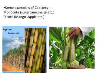 Some example s of C4plants----
Monocote (sugercane,maize etc.)
Dicote (Mango ,Apple etc.)
 