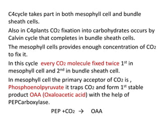 C4cycle takes part in both mesophyll cell and bundle
sheath cells.
Also in C4plants CO2 fixation into carbohydrates occurs by
Calvin cycle that completes in bundle sheath cells.
The mesophyll cells provides enough concentration of CO2
to fix it.
In this cycle every CO2 molecule fixed twice 1st in
mesophyll cell and 2nd in bundle sheath cell.
In mesophyll cell the primary acceptor of CO2 is ,
Phosphoenolpyruvate it traps CO2 and form 1st stable
product OAA (Oxaloacetic acid) with the help of
PEPCarboxylase.
PEP +CO2 → OAA
 