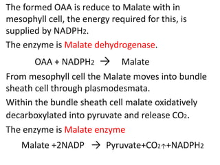 The formed OAA is reduce to Malate with in
mesophyll cell, the energy required for this, is
supplied by NADPH2.
The enzyme is Malate dehydrogenase.
OAA + NADPH2 → Malate
From mesophyll cell the Malate moves into bundle
sheath cell through plasmodesmata.
Within the bundle sheath cell malate oxidatively
decarboxylated into pyruvate and release CO2.
The enzyme is Malate enzyme
Malate +2NADP → Pyruvate+CO2↑+NADPH2
 