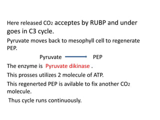 Here released CO2 acceptes by RUBP and under
goes in C3 cycle.
Pyruvate moves back to mesophyll cell to regenerate
PEP.
Pyruvate PEP
The enzyme is Pyruvate dikinase .
This prosses utilizes 2 molecule of ATP.
This regenerted PEP is avilable to fix another CO2
molecule.
Thus cycle runs continuously.
 