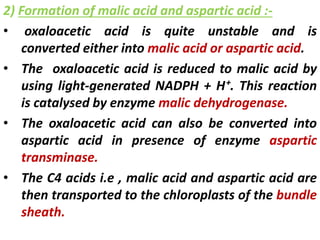 2) Formation of malic acid and aspartic acid :-
• oxaloacetic acid is quite unstable and is
converted either into malic acid or aspartic acid.
• The oxaloacetic acid is reduced to malic acid by
using light-generated NADPH + H⁺. This reaction
is catalysed by enzyme malic dehydrogenase.
• The oxaloacetic acid can also be converted into
aspartic acid in presence of enzyme aspartic
transminase.
• The C4 acids i.e , malic acid and aspartic acid are
then transported to the chloroplasts of the bundle
sheath.
 