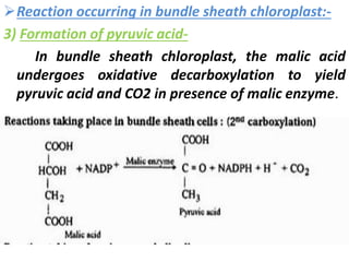 Reaction occurring in bundle sheath chloroplast:-
3) Formation of pyruvic acid-
In bundle sheath chloroplast, the malic acid
undergoes oxidative decarboxylation to yield
pyruvic acid and CO2 in presence of malic enzyme.
 