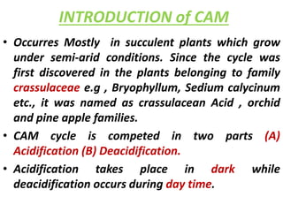 INTRODUCTION of CAM
• Occurres Mostly in succulent plants which grow
under semi-arid conditions. Since the cycle was
first discovered in the plants belonging to family
crassulaceae e.g , Bryophyllum, Sedium calycinum
etc., it was named as crassulacean Acid , orchid
and pine apple families.
• CAM cycle is competed in two parts (A)
Acidification (B) Deacidification.
• Acidification takes place in dark while
deacidification occurs during day time.
 