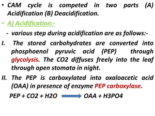 • CAM cycle is competed in two parts (A)
Acidification (B) Deacidification.
• A) Acidification:-
- various step during acidification are as follows:-
I. The stored carbohydrates are converted into
phosphoenol pyruvic acid (PEP) through
glycolysis. The CO2 diffuses freely into the leaf
through open stomata in night.
II. The PEP is carboxylated into oxaloacetic acid
(OAA) in presence of enzyme PEP carboxylase.
PEP + CO2 + H2O OAA + H3PO4
 