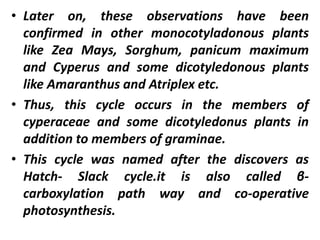 • Later on, these observations have been
confirmed in other monocotyladonous plants
like Zea Mays, Sorghum, panicum maximum
and Cyperus and some dicotyledonous plants
like Amaranthus and Atriplex etc.
• Thus, this cycle occurs in the members of
cyperaceae and some dicotyledonus plants in
addition to members of graminae.
• This cycle was named after the discovers as
Hatch- Slack cycle.it is also called β-
carboxylation path way and co-operative
photosynthesis.
 