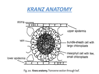 KRANZ ANATOMY
 