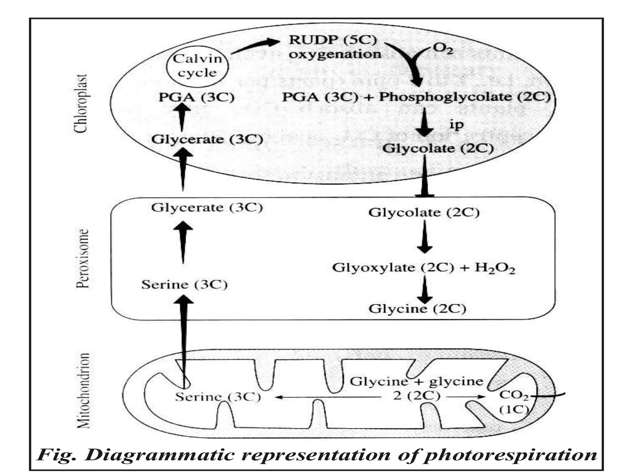 Fig. Diagrammatic representation of photorespiration
 