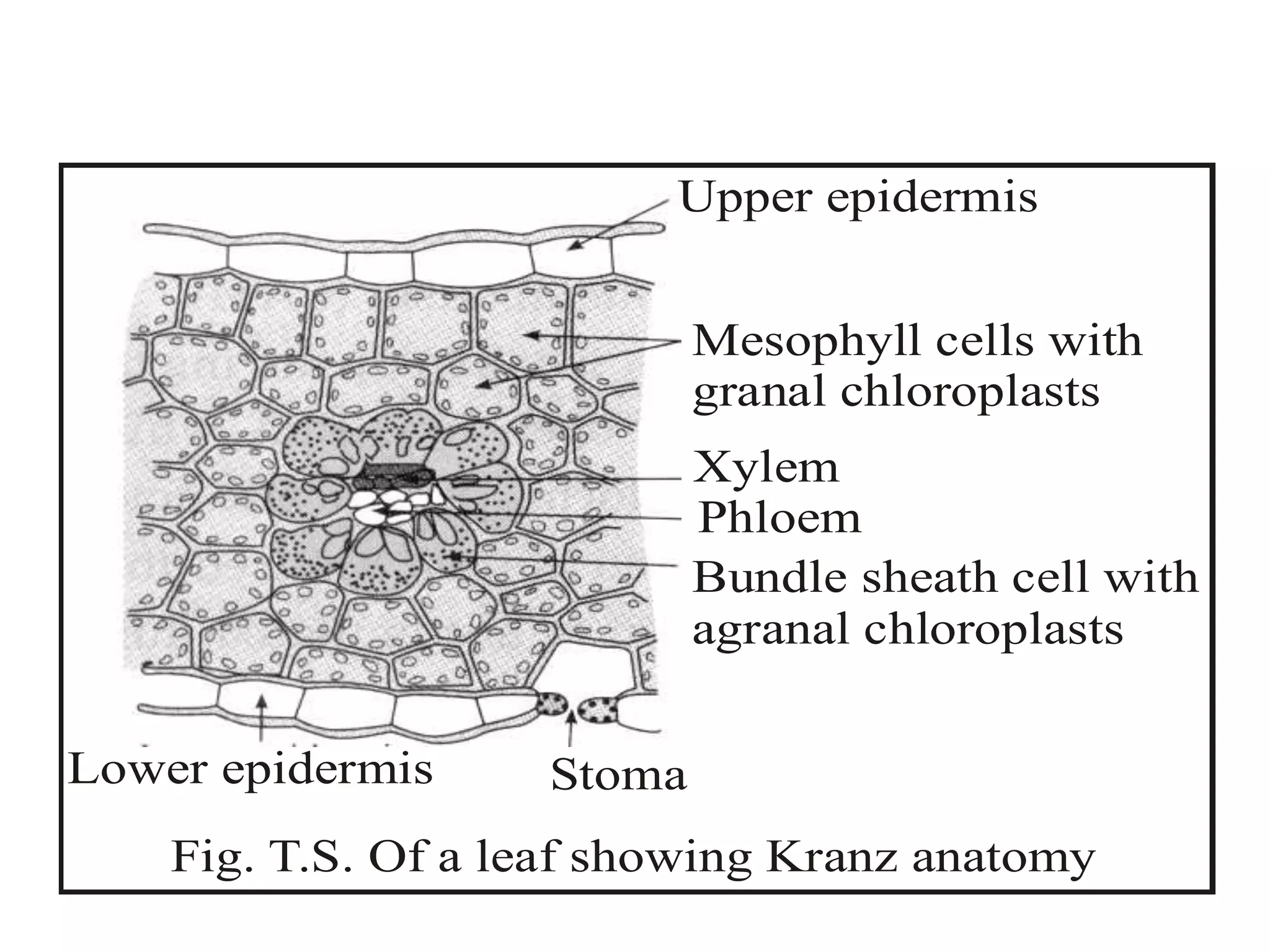 Upper epidermis
Mesophyll cells with
granal chloroplasts
Xylem
Phloem
Bundle sheath cell with
agranal chloroplasts
StomaLower epidermis
Fig. T.S. Of a leaf showing Kranz anatomy
 