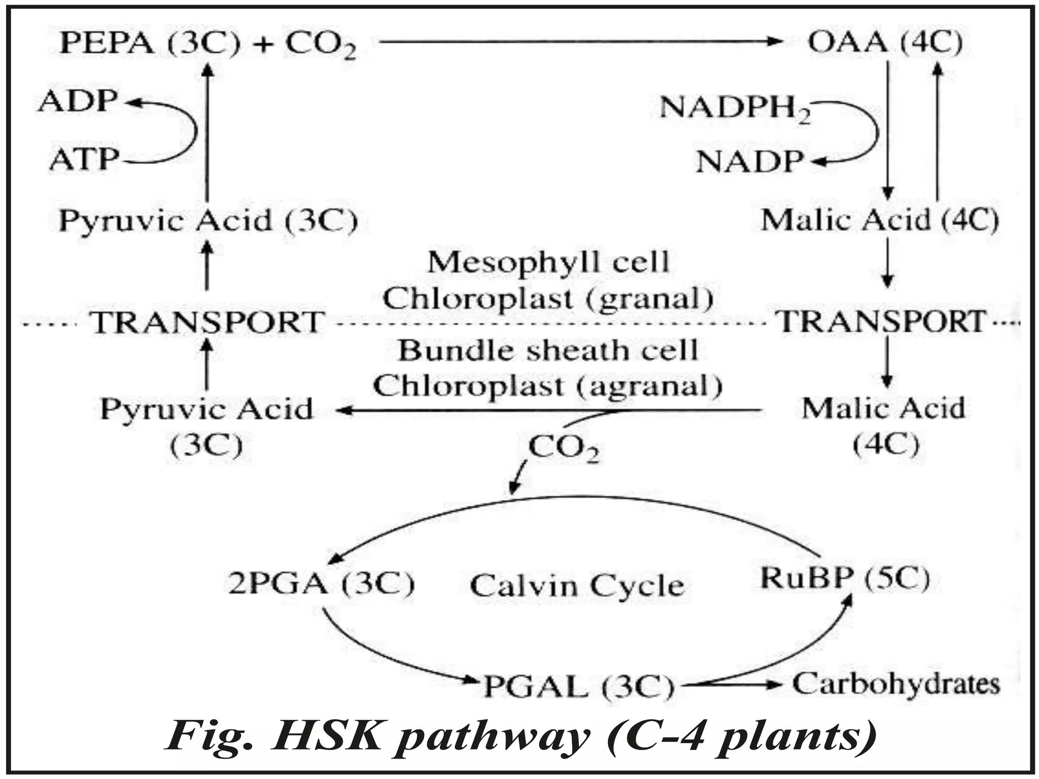 Fig. HSK pathway (C-4 plants)
 