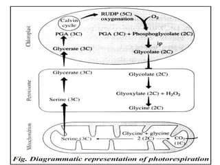 Fig. Diagrammatic representation of photorespiration
 