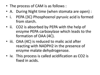 • The process of CAM is as follows :
• A. During Night time (when stomata are open) :
• i. PEPA (3C) Phosphoenol pyruvic acid is formed
from starch.
• ii. CO2 is absorbed by PEPA with the help of
enzyme PEPA carboxylase which leads to the
formation of OAA (4C).
• iii. OAA (4C) is reduced to malic acid after
reacting with NADPH2 in the presence of
enzyme malate dehydrogenase.
• iv. This process is called acidification as CO2 is
fixed in acids.
 