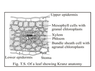 Upper epidermis
Mesophyll cells with
granal chloroplasts
Xylem
Phloem
Bundle sheath cell with
agranal chloroplasts
StomaLower epidermis
Fig. T.S. Of a leaf showing Kranz anatomy
 