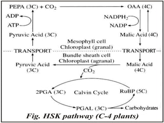 Fig. HSK pathway (C-4 plants)
 