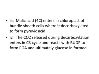 • iii. Malic acid (4C) enters in chloroplast of
bundle sheath cells where it decorboxylated
to form pyruvic acid.
• iv. The CO2 released during decarboxylation
enters in C3 cycle and reacts with RUDP to
form PGA and ultimately glucose in formed.
 