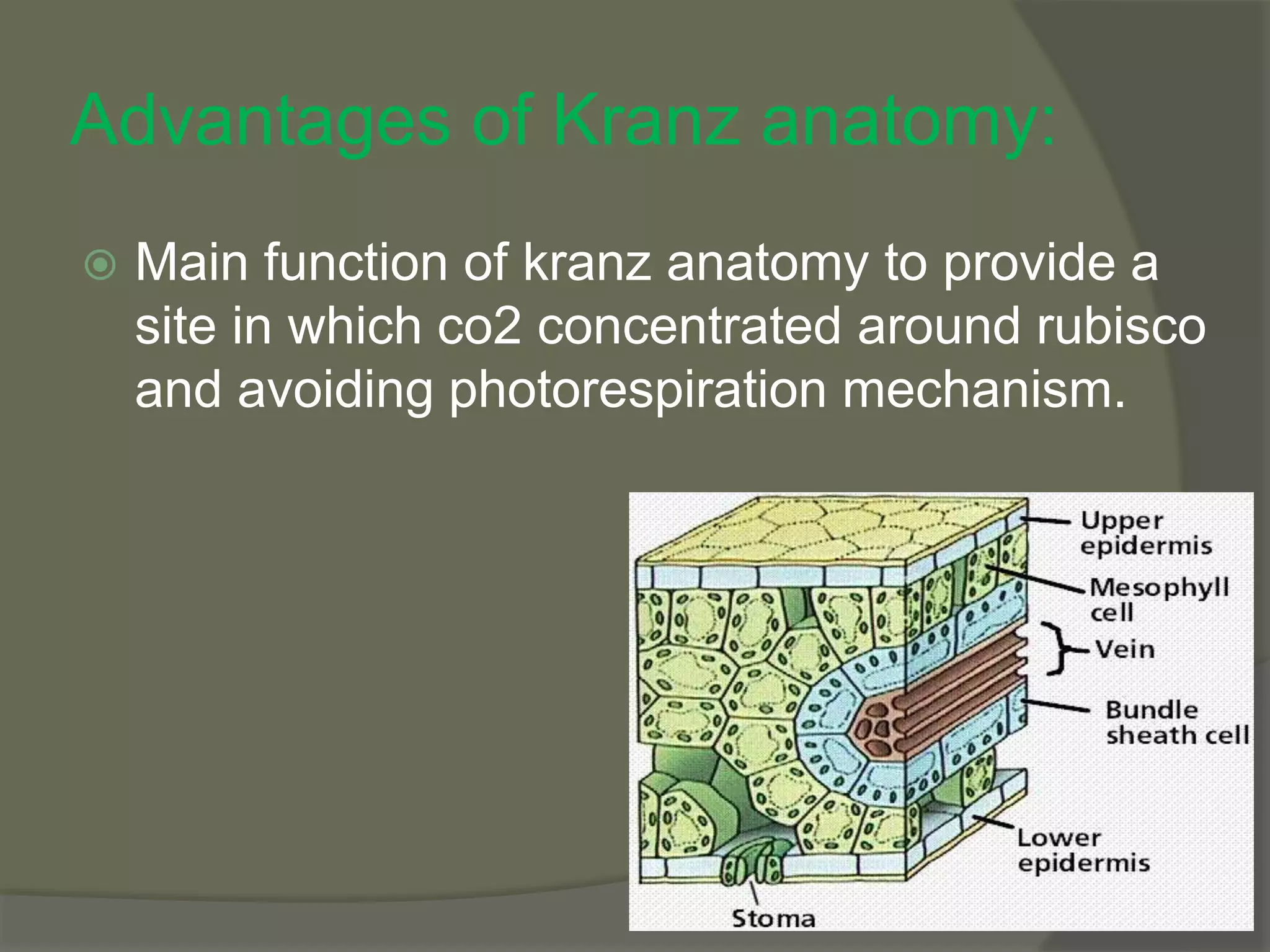 Advantages of Kranz anatomy:
 Main function of kranz anatomy to provide a
site in which co2 concentrated around rubisco
and avoiding photorespiration mechanism.
 