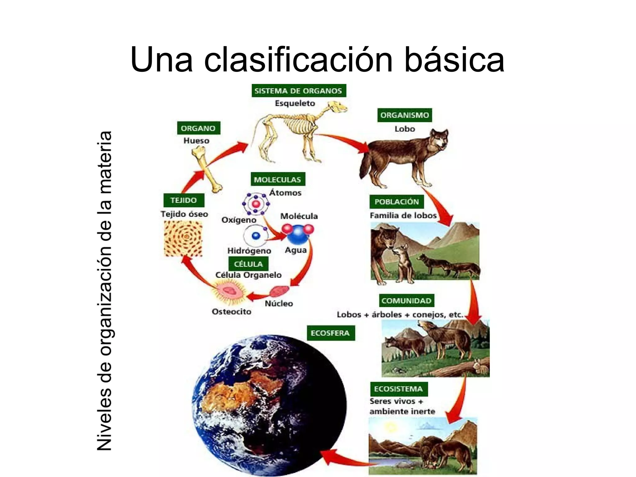 Una clasificación básica
 
