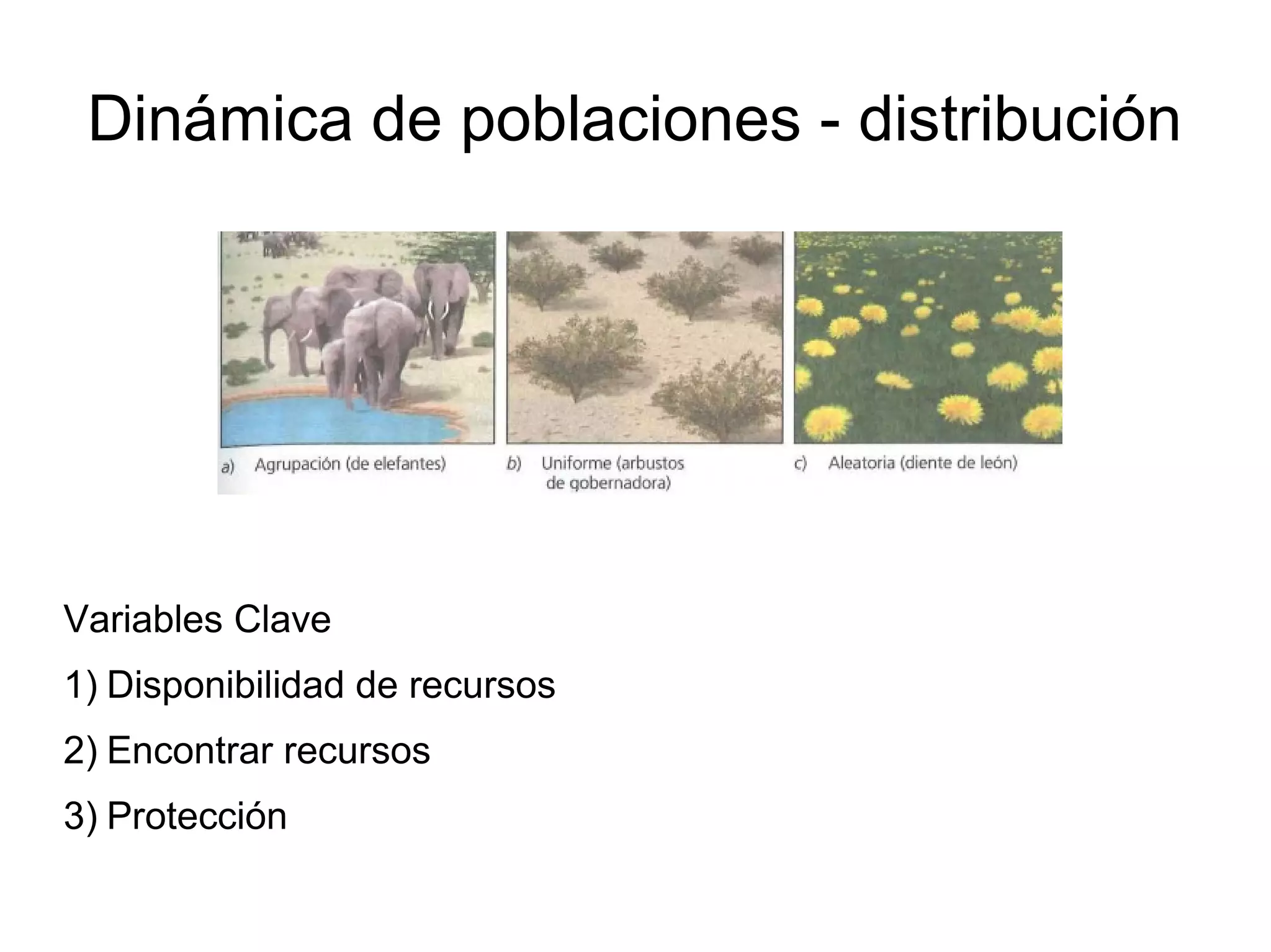 Dinámica de poblaciones - distribución
Variables Clave
1) Disponibilidad de recursos
2) Encontrar recursos
3) Protección
 