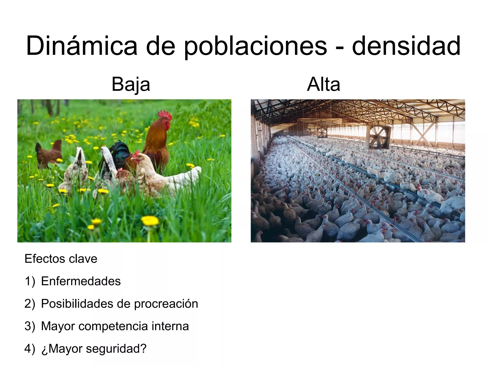 Dinámica de poblaciones - densidad
Baja Alta
Efectos clave
1) Enfermedades
2) Posibilidades de procreación
3) Mayor competencia interna
4) ¿Mayor seguridad?
 
